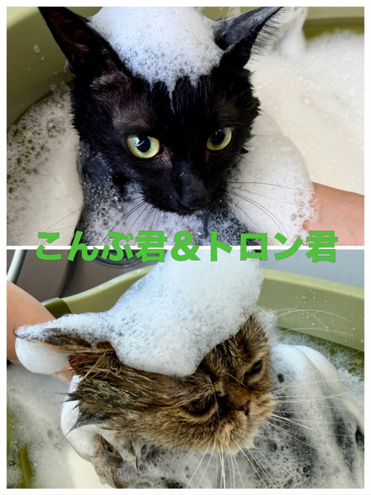 画像1001