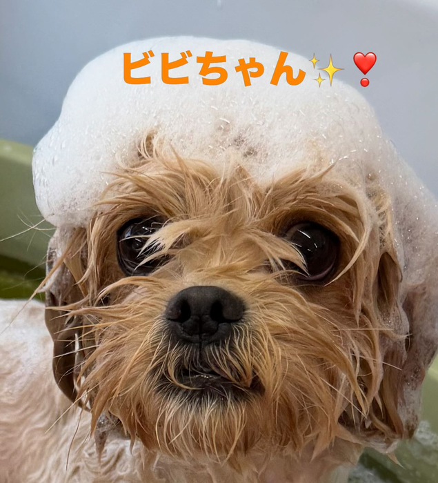 画像1015