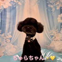 画像1196
