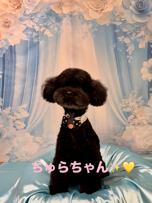 画像1196
