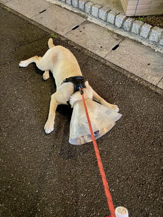 画像1241