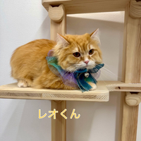 画像1253