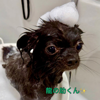 画像1266