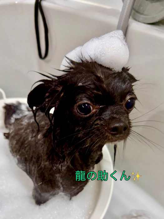 画像1266