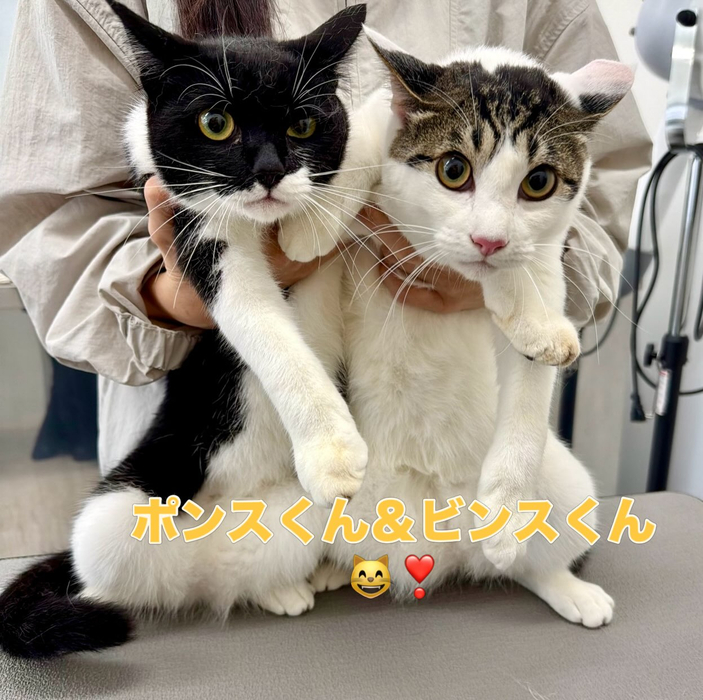 画像1329