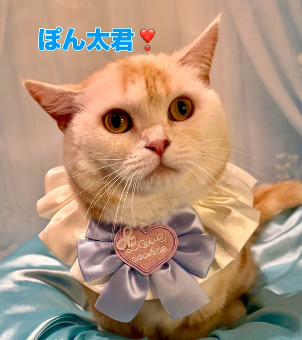 画像1375