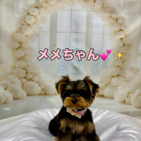 画像1403