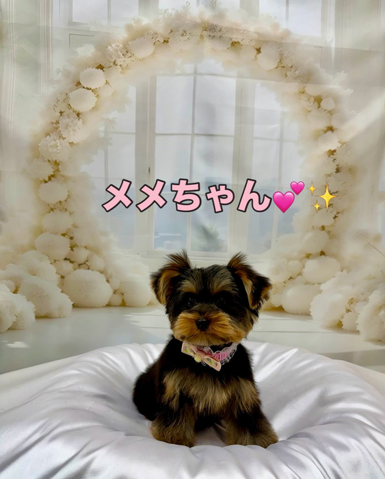 画像1403