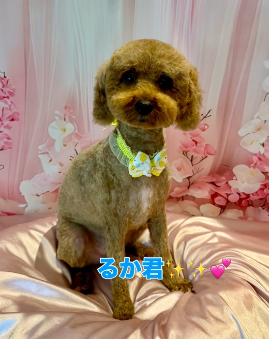 画像2240