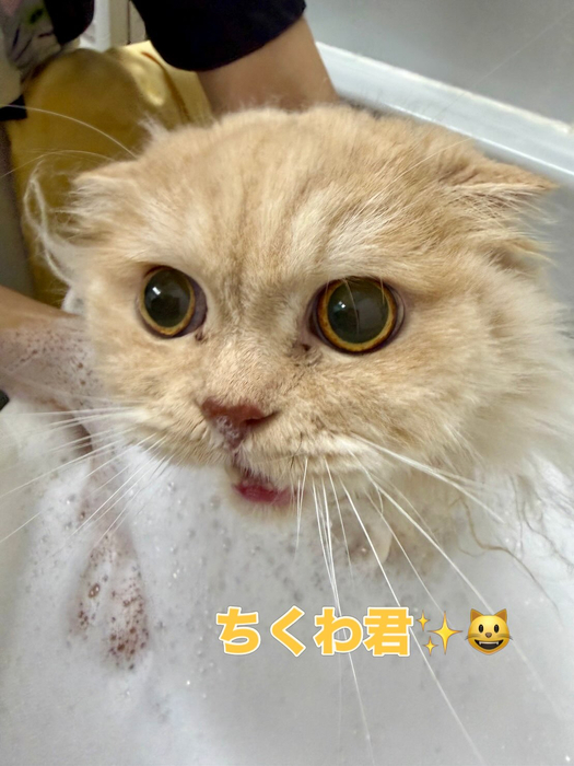 画像2244