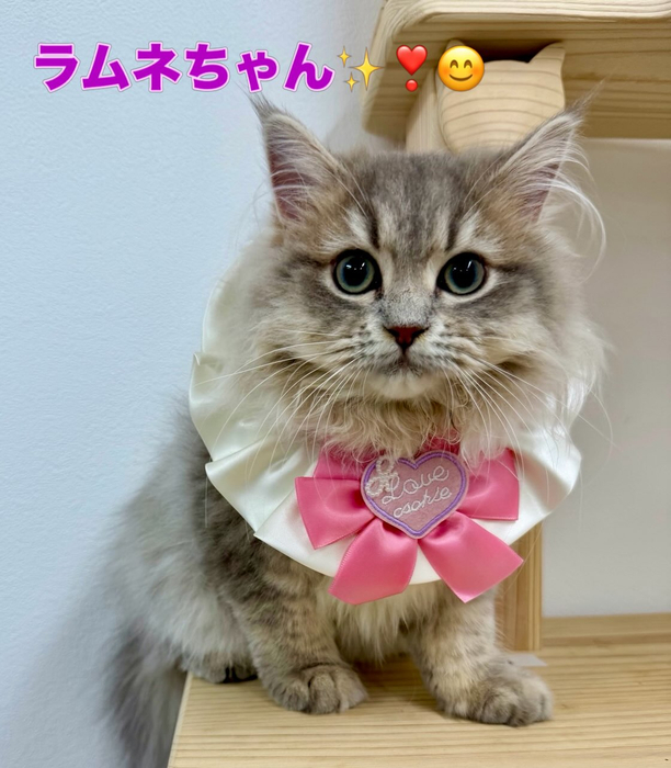 画像2426