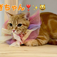 画像2444