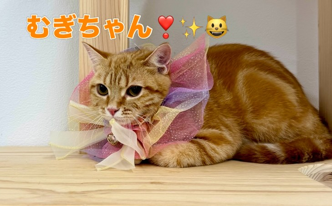 画像2444