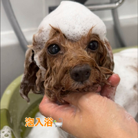 画像254