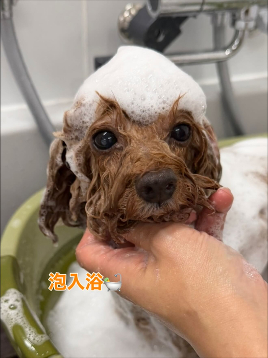 画像254