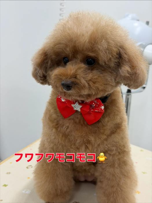 画像255