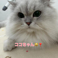 画像258