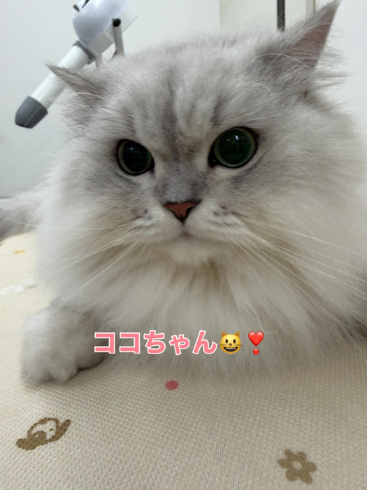 画像258