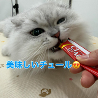 画像259
