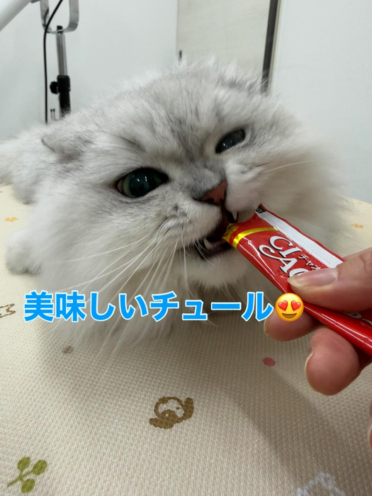 画像259