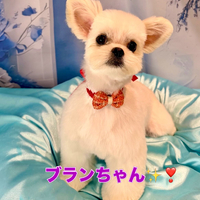 画像2597