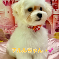 画像2629