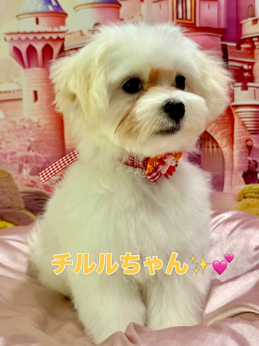 画像2629