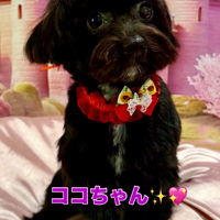 画像2634
