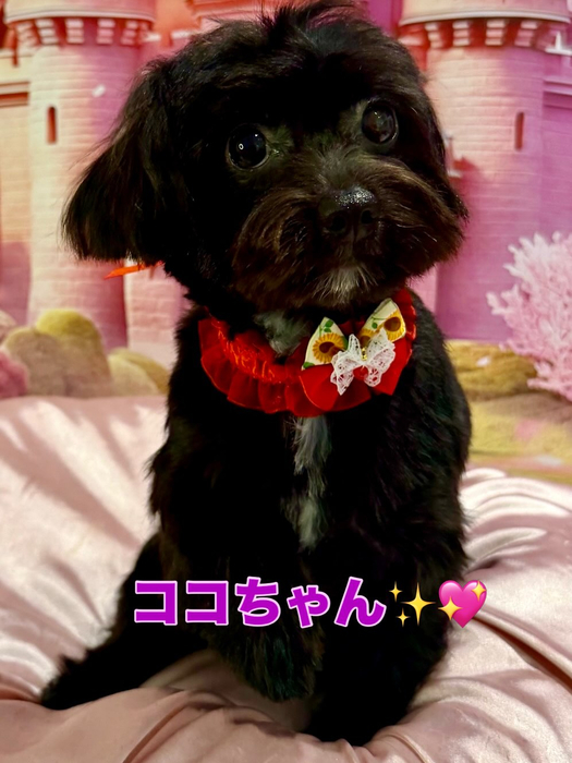 画像2634