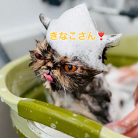 画像272