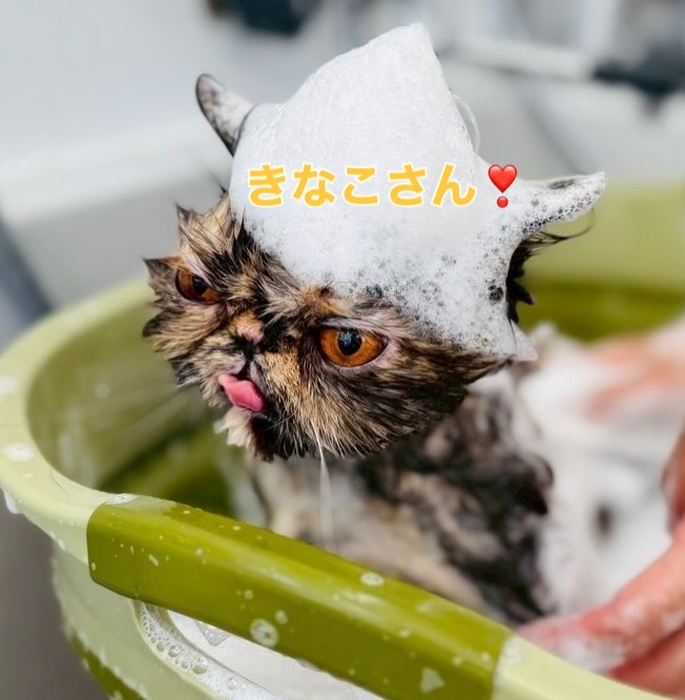 画像272