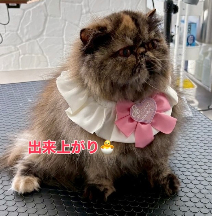 画像274
