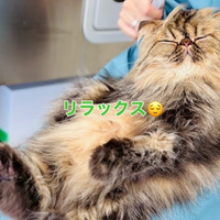 画像277