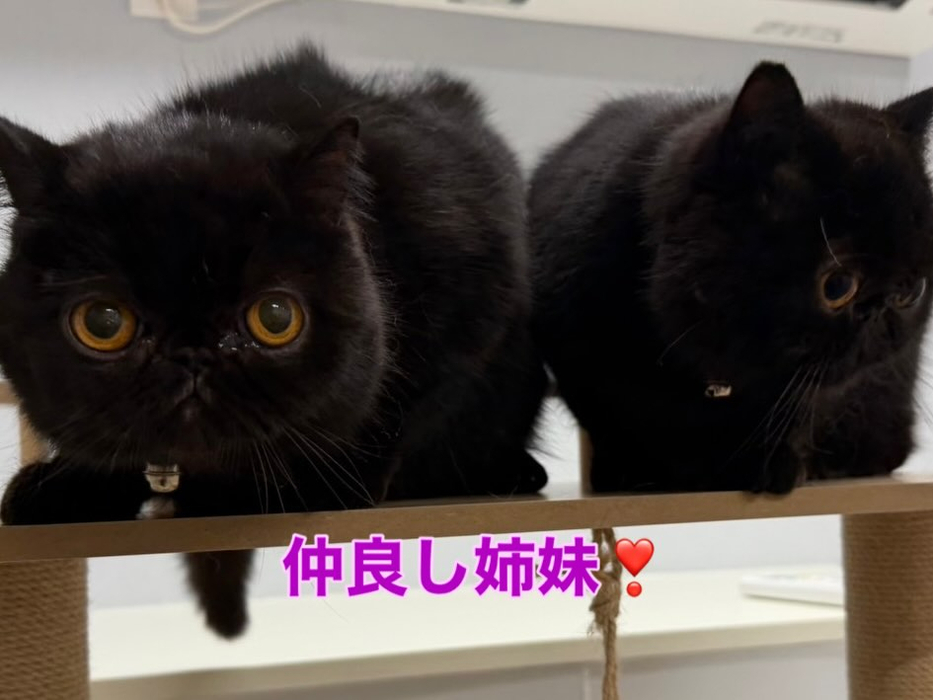 画像282