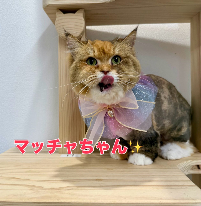 画像2839