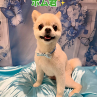 画像2911