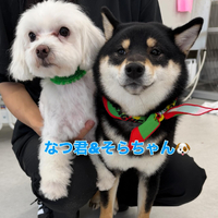 画像294