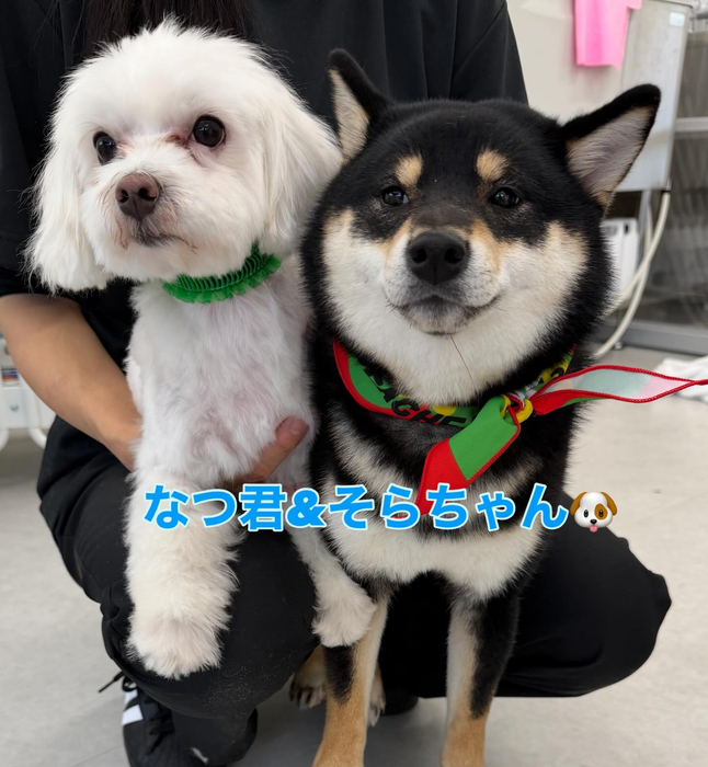 画像294
