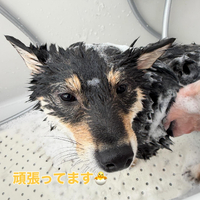 画像295