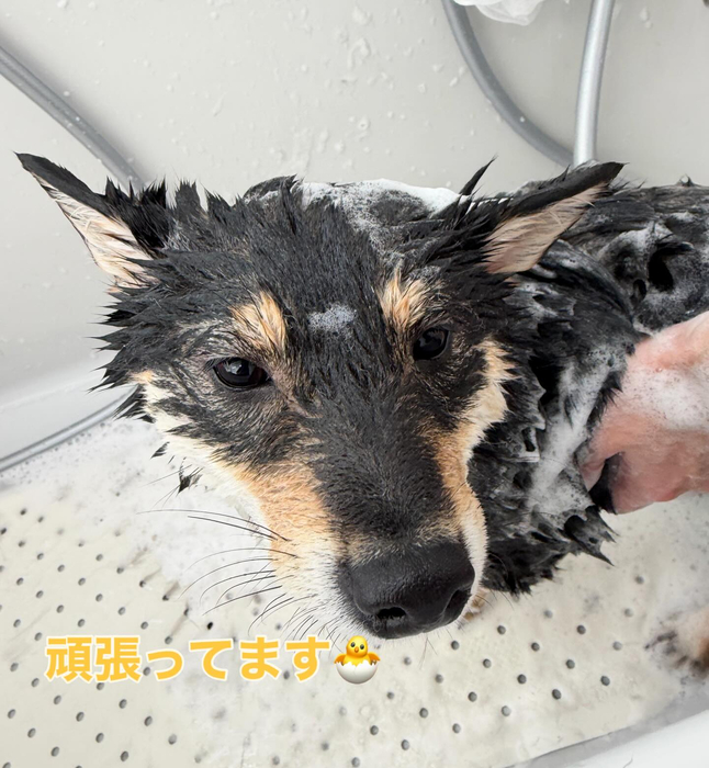 画像295