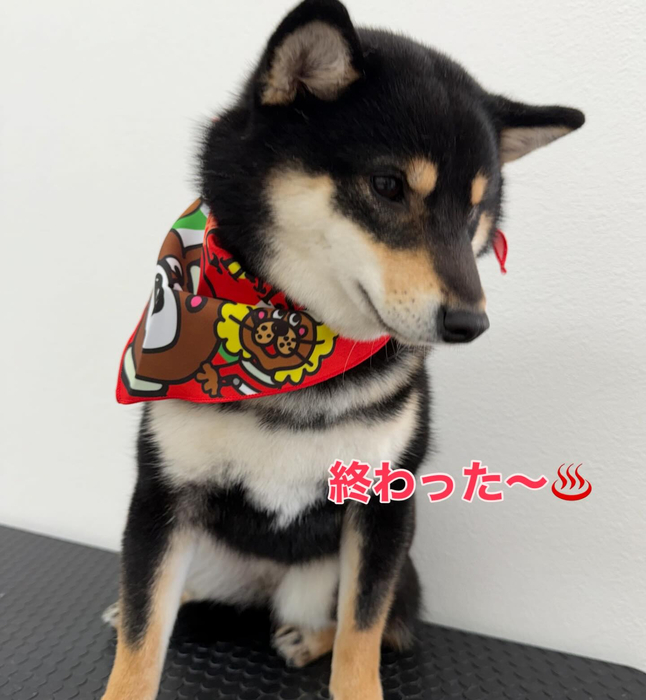 画像296