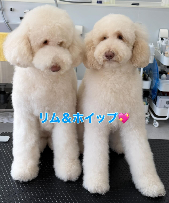 画像325