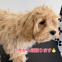 画像334