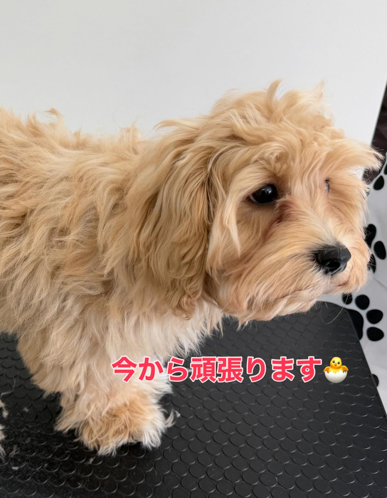 画像334