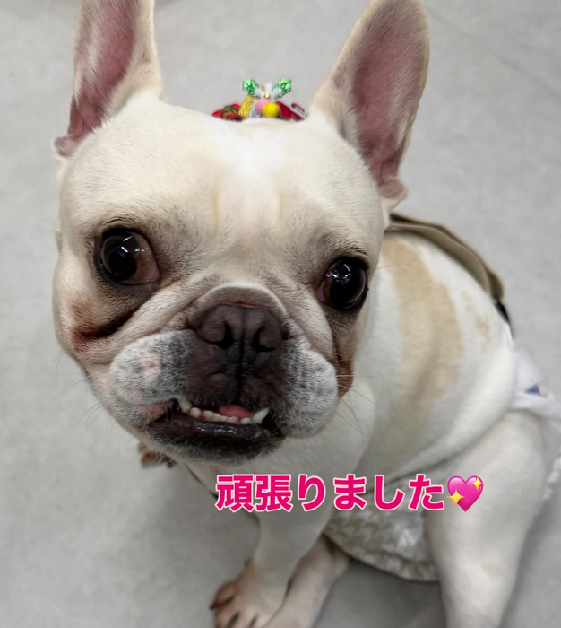 画像339
