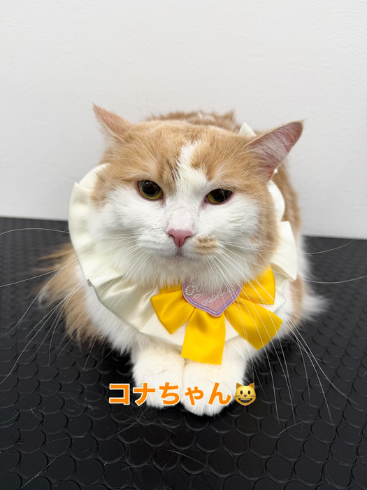 画像354