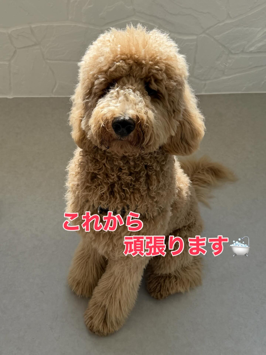 画像390