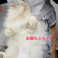 画像396