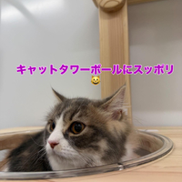 画像418