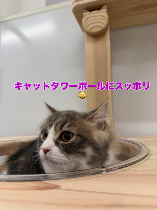 画像418